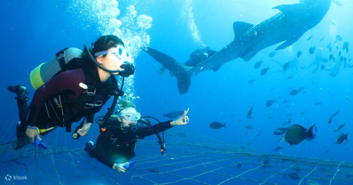 Snorkeling, Diving, and Fun Diving Experience with Whale Sharks in